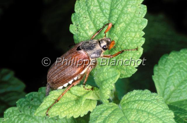 melolontha melolontha.JPG - Melolontha melolonthaHanneton communCommon cockchafer Coleoptera, Scarabaeidae, MelolonthinaeFrance